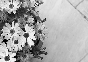 Image showing Flower pot full of African daisies