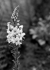 Image showing Flower spike of speedwell plant 