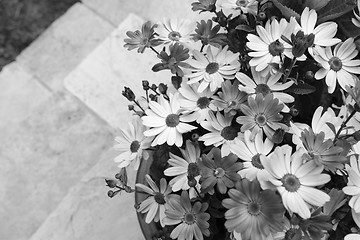 Image showing Dozens of pretty African daisies