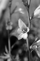 Image showing Bright gladiolus bloom on a flower stem