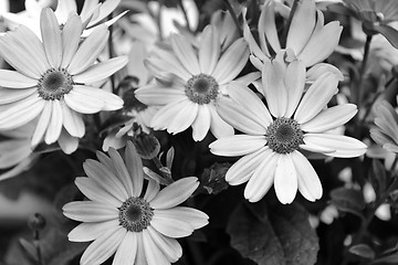 Image showing Four African daisies