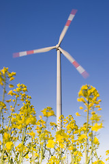 Image showing Wind turbine and canola