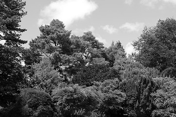 Image showing Ornamental trees and shrubs