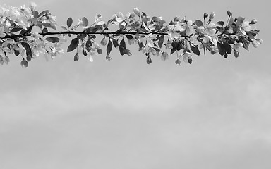 Image showing Branch of blossom flowers against the sky