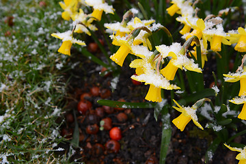 Image showing Small daffodils covered in snowflakes in early spring