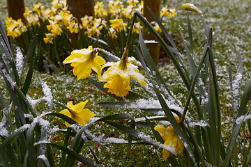 Image showing Daffodils bend under the weight of snow