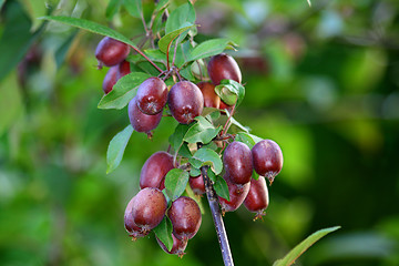 Image showing China apples