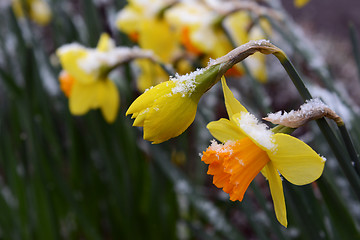 Image showing Spring daffodils with a sprinkling of late snow 