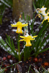 Image showing Two spring daffodils dusted with light snow