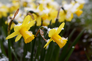 Image showing Light springtime snow on yellow daffodils