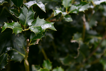 Image showing Snowflakes on dark green holly leaves