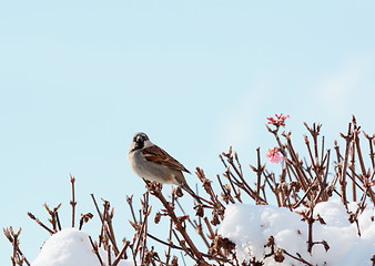 Image showing Male house sparrow perches on verbascum bush in snow