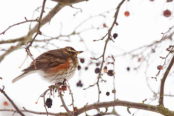 Image showing Redwing fluffs out its plumage to trap warm air