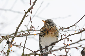 Image showing Fieldfare with spotted plumage sits on a tree branch