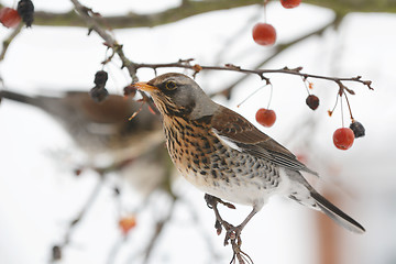 Image showing Adult fieldfare on branch of a tree in winter