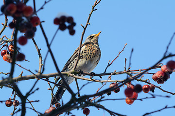 Image showing Fieldfare perching on branch of crabapple tree in bright sunligh