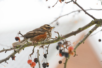 Image showing Redwing sits on branch of crabapple tree among fruit