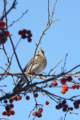 Image showing Fieldfare perching high in a crab apple tree