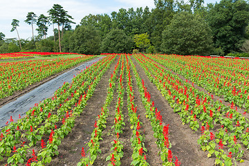 Image showing Salvia field