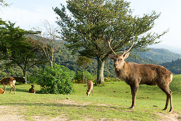 Image showing Buck deer with roe deer in wild