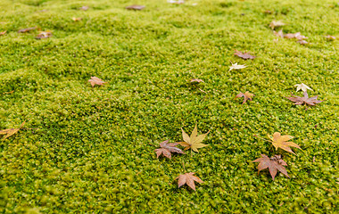 Image showing Maple leaves on moss