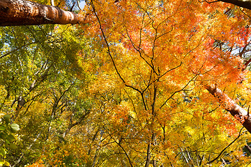 Image showing Maple tree