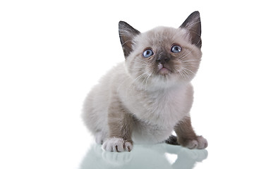 Image showing Baby Kitten