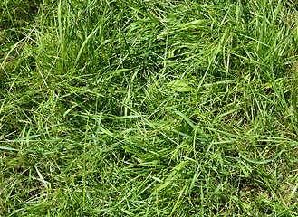 Image showing wild grass