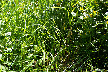 Image showing  wild grass