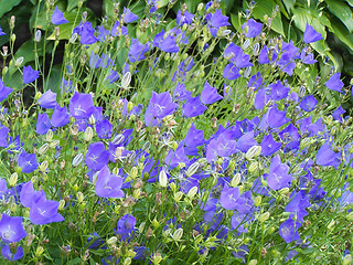 Image showing Campanula blossoms