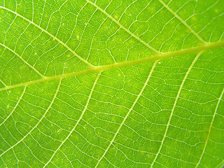 Image showing Walnut leaf