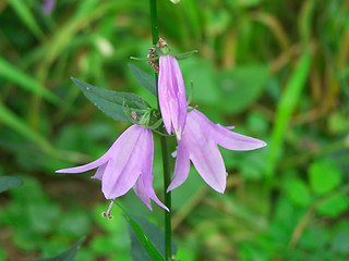 Image showing Bluebells blossoms