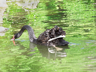 Image showing Black swan