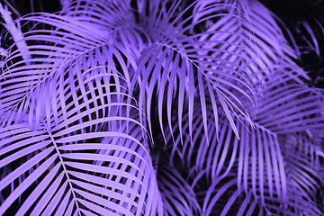 Image showing ultra violet palm tree leaves