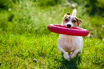 Image showing Happy dog playing with toy ring