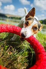 Image showing Happy dog playing with toy ring