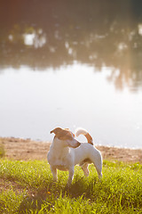 Image showing Calm dog enjoying sunny day on lake