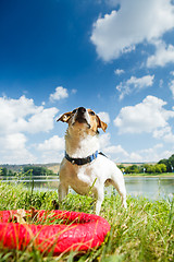 Image showing Happy dog playing with toy ring