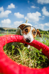 Image showing Happy dog playing with toy ring