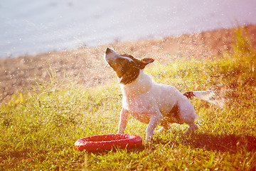 Image showing Dog shaking down from drops