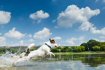 Image showing Energetic dog running in water