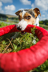 Image showing Happy dog playing with toy ring