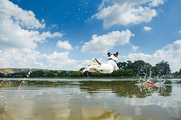 Image showing Energetic dog running in water