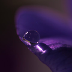 Image showing violet drop