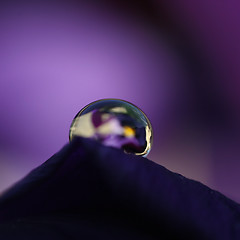 Image showing violet drop