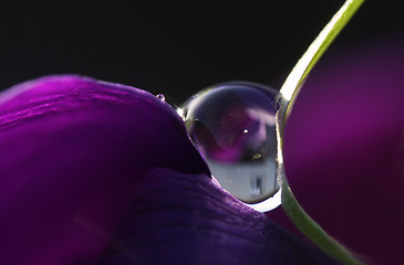 Image showing purple drop