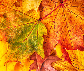 Image showing autumn color leaves 