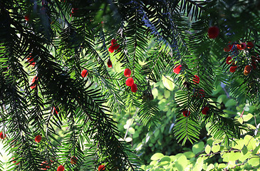 Image showing Red berries growing on evergreen yew tree branches