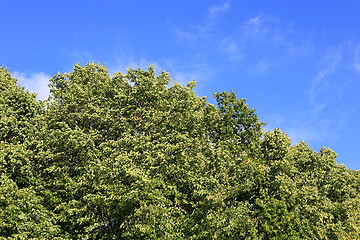 Image showing Green foliage against the blue sky