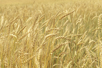 Image showing Grain field closeup